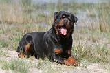 ROTTWEILER 306